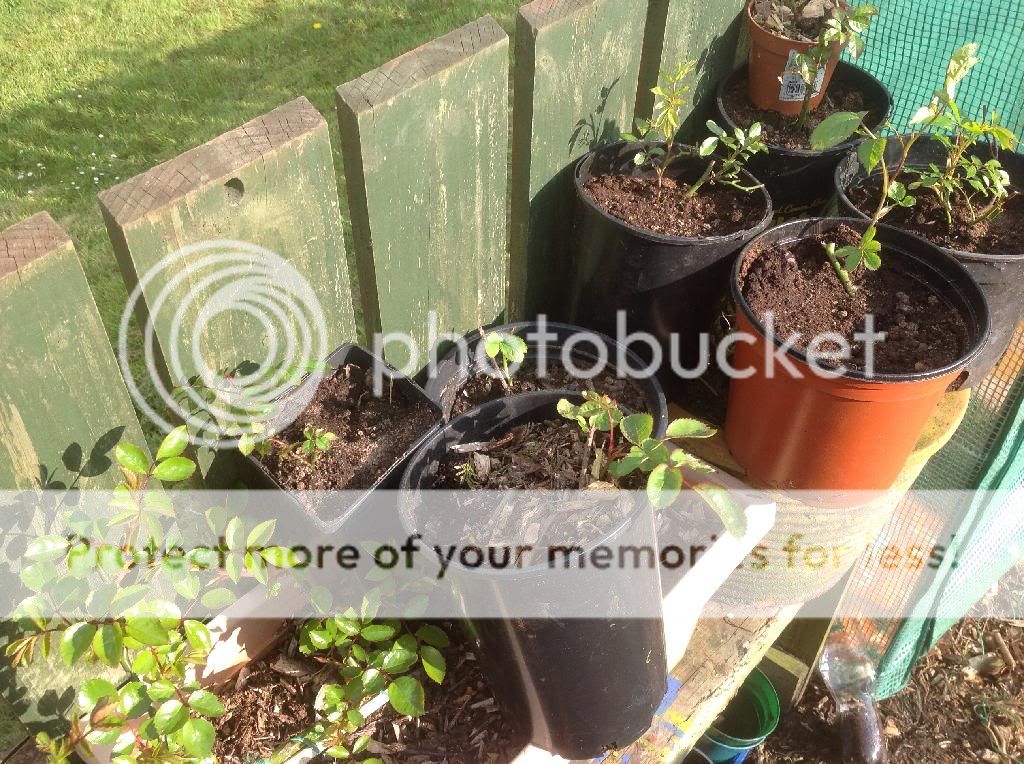 More Bands photo 1B55A98C-3EF9-490E-8E96-F308D57B21C4_zpsak0u77ul.jpg